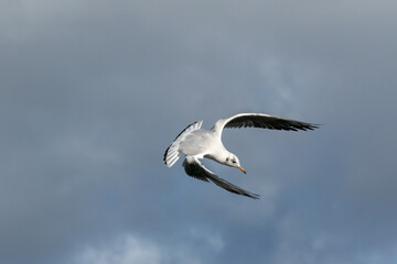 Fototapeta premium seagull in flight
