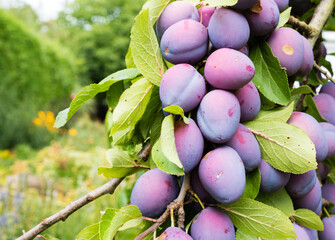 Branch of ripe Damson plums in a German garden