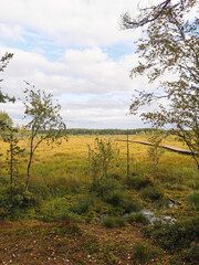 View from the forest on a wooden deck over a swamp with yellowed grass, against a beautiful sky with clouds.