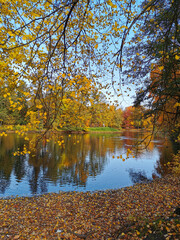 Autumn in the park. Trees with bright, yellow, falling leaves grow on the shore of the pond and are reflected in its water.