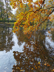 Autumn in the park. The branches of an oak with yellow leaves are bent over the pond and are reflected in the water along with beautiful clouds.