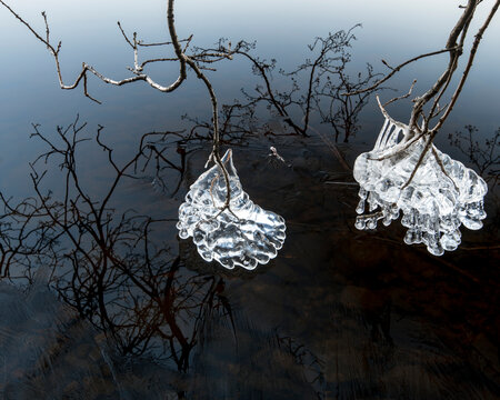 Ice on tree branches