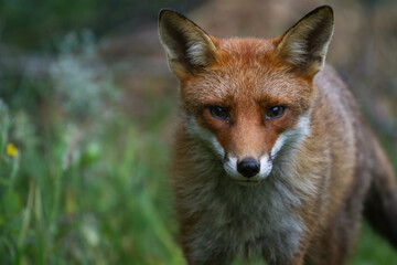 Obraz premium red fox in the wild
