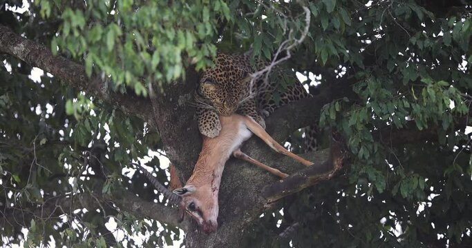 a leopard eats a gazelle in a tree