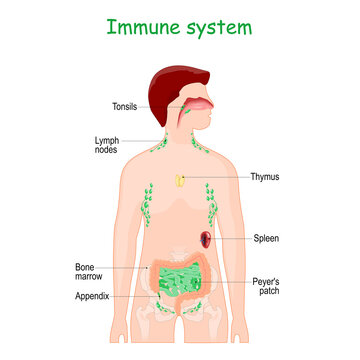 Immune or Lymphatic system