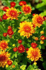 plot of flowers yellow and red