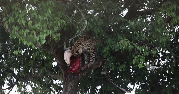 a leopard eats a gazelle in a tree