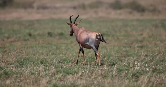 a topi is giving birth