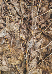 The leaves dry on the ground in the forest, the leaves are rotting to feed the fungi and further fertilize the soil. vertical.