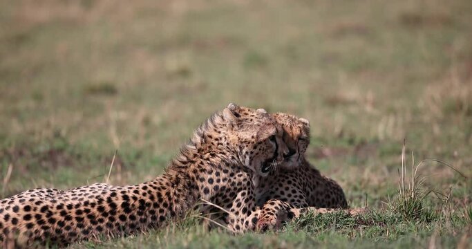 a cheetah walks in the savannah