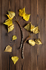 Branch leaves over brown wooden backgound, flat lay. Herbarium. Autumn mood.