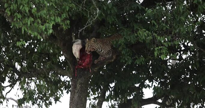 a leopard eats a gazelle in a tree