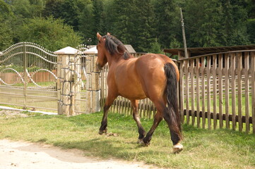 Handsome chestnut stallion running along a country road.