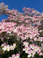 Spring Cherry Blossoms in Oregon
