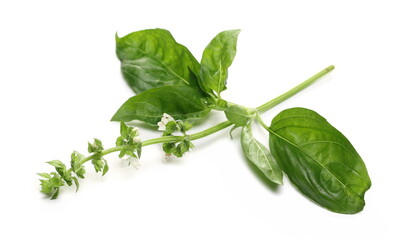 Fresh basil flower with green leaves isolated on white