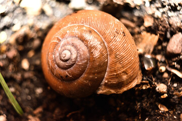 snail on the ground