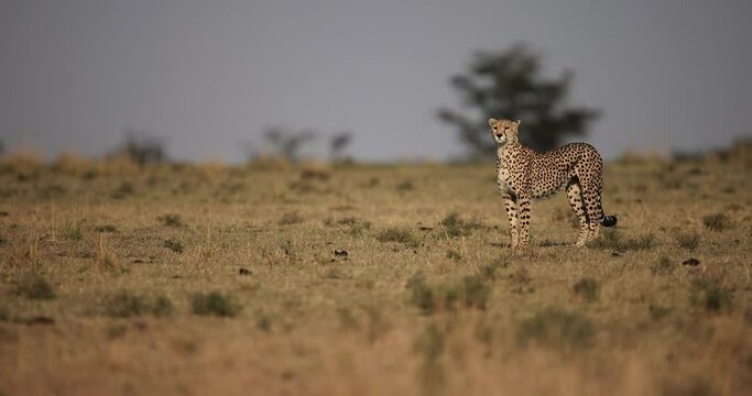 cheetahs are resting in the savannah