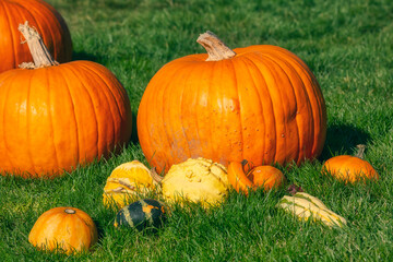 Bright orange pumpkins on green grass, Halloween celebration theme