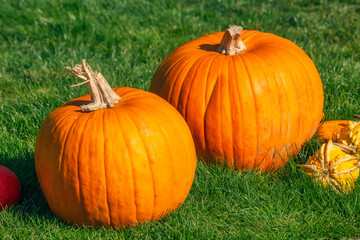 Bright orange pumpkins on green grass, Halloween celebration theme