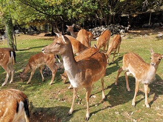 Naklejka na ściany i meble female fallow deer in the national park of abruzzo