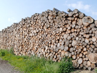 Logs ready for collection and processing - obrazy, fototapety, plakaty
