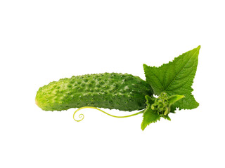 Cucumber. Fresh organic cucumber with foliage isolated on a white background without shadows