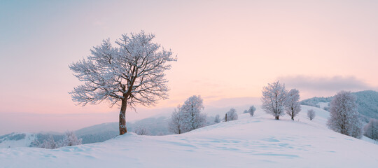 Amazing winter landscape panorama with a lonely snowy tree on a mountains valley. Pink sunrise sky glowing on background. Landscape photography