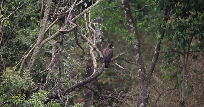 Long-crested Eagle rests in a tree
