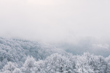 Minimalistic winter landscape in cloudy weather with snowy trees. Carpathian mountains, Landscape photography