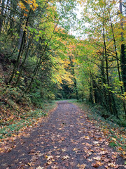 Fall Colors on Leif Erikson in Portland, Oregon