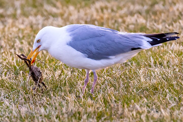 Seagull eating a fresh crab on a grassy island. Long Island New York