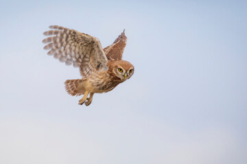Flying owl. Nature background. Little Owl. Athene noctua.