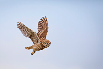 Flying owl. Nature background. Little Owl. Athene noctua.