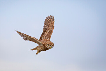 Flying owl. Nature background. Little Owl. Athene noctua.
