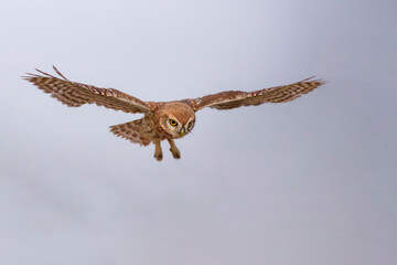 Flying owl. Nature background. Little Owl. Athene noctua.