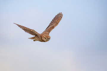 Flying owl. Nature background. Little Owl. Athene noctua.