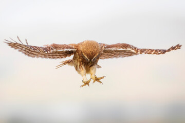 Flying owl. Nature background. Little Owl. Athene noctua.