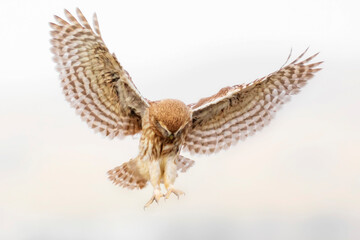 Flying owl. Nature background. Little Owl. Athene noctua.