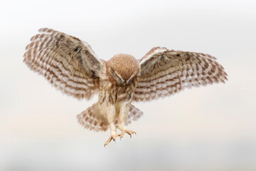 Flying owl. Nature background. Little Owl. Athene noctua.