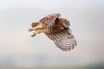 Flying owl. Nature background. Little Owl. Athene noctua.
