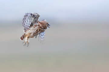 Flying owl. Nature background. Little Owl. Athene noctua.