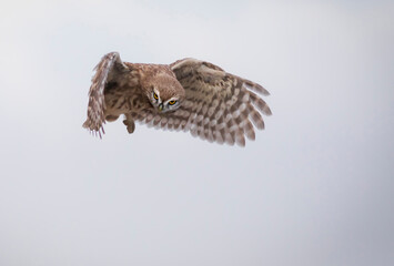 Flying owl. Nature background. Little Owl. Athene noctua.