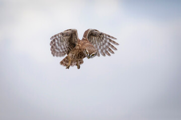 Flying owl. Nature background. Little Owl. Athene noctua.