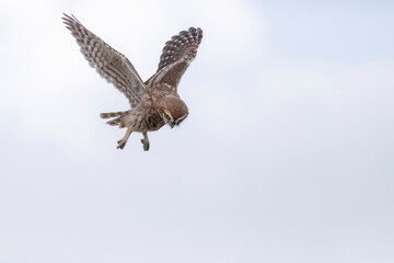 Flying owl. Nature background. Little Owl. Athene noctua.