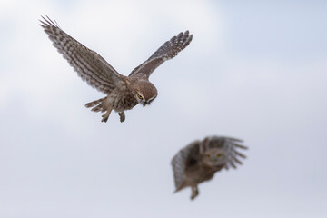 Flying owl. Nature background. Little Owl. Athene noctua.