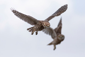Flying owl. Nature background. Little Owl. Athene noctua.
