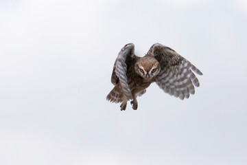 Flying owl. Nature background. Little Owl. Athene noctua.