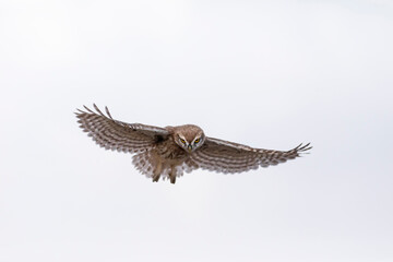 Flying owl. Nature background. Little Owl. Athene noctua.