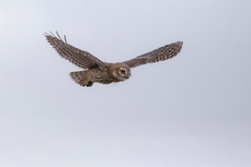 Flying owl. Nature background. Little Owl. Athene noctua.