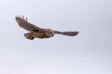Flying owl. Nature background. Little Owl. Athene noctua.